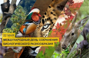 Международный день биологического разнообразия Международный день биологического разнообразия.