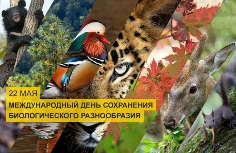 Международный день биологического разнообразия Международный день биологического разнообразия.